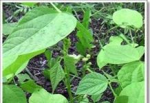 Kỹ thuật bảo quản các loại đậu đỗ