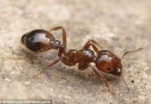 Bảng tính toán độ đau đớn khi bị côn trùng đốt