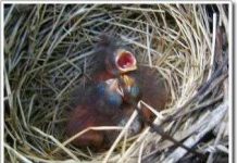 Sinh sớm không phải lúc nào cũng lợi