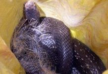 Những động vật khổng lồ ở Việt Nam