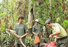 TP.HCM: Thả 43 động vật quý về rừng