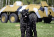 Liên Xô đã tạo ra "siêu chó" của riêng mình như thế nào?