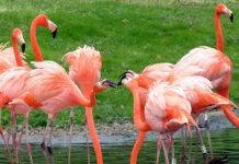 Chim cũng biết làm đẹp