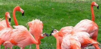 Chim cũng biết làm đẹp