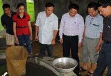 Trang trại tư nhân sản xuất thành công cá nheo giống Trang trại tư nhân sản xuất thành công cá nheo giống