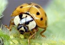 Hãy cẩn thận khi bọ rùa đến gần rượu