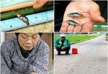 Bí ẩn những cơn mưa động vật kì lạ