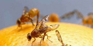 "Đói" sex, ruồi giấm quay sang tự kích thích bằng rượu