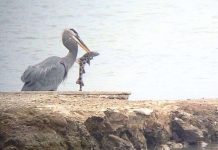 Kỹ năng săn cá mập thiện nghệ của chim diệc