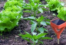 Cảm biến theo dõi cây trồng