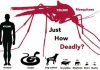 9 sự thật thú vị về loài muỗi
