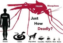 9 sự thật thú vị về loài muỗi