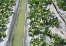 Ứng dụng thành công polyme phân hủy sinh học