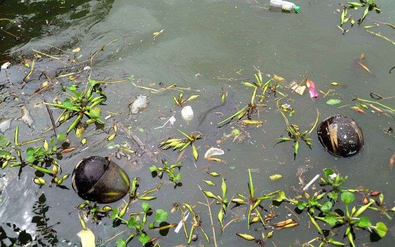 Chế phẩm của Đức giải cứu hồ bẩn ở Hà Nội