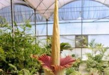 Đổ xô đi xem hoa “xác chết” lớn nhất Brazil “khoe sắc”