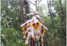 Phát hiện loài Riềng mới ở Quảng Ngãi