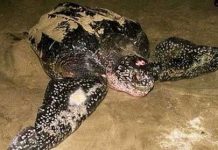 Phát hiện rùa luýt quý hiếm tại Indonesia