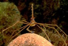 Loài cua có chân dài gấp 5 lần cơ thể Loài cua có chân dài gấp 5 lần cơ thể