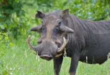 Lợn xấu nhất thế giới được ghi hình lần đầu tiên