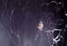 Nhện cũng có thể giăng tơ trong vũ trụ