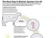 Dạ dày bò nắm giữ bí quyết biến ngô thành nhiên liệu sinh học
