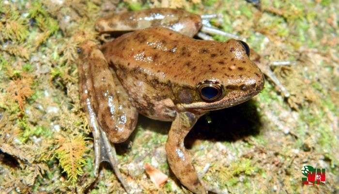 Phát hiện hai loài ếch mới ở khu bảo tồn thiên nhiên Mường Nhé, Sốp Cộp