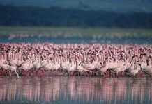 Đôi cánh đỏ thẫm: Bí ẩn của loài hồng hạc