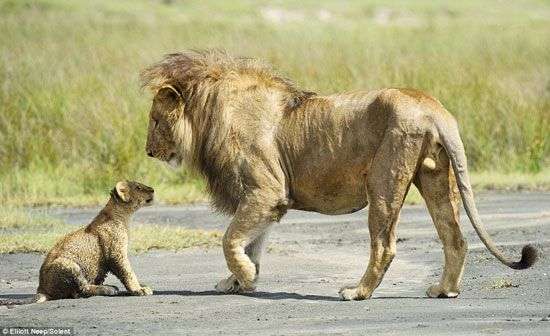 Sư tử con liều mình cãi lại bố bênh mẹ