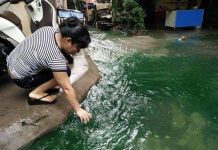 Giải mã nguyên nhân nước ngập chuyển màu xanh ở Hà Nội