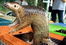 Loài tê tê có nguy cơ bị tuyệt chủng