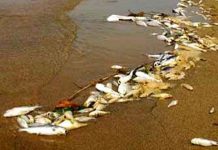 Ô nhiễm nước khiến dân mất kế sinh nhai