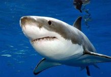 Cá mập trắng khổng lồ ăn nhiều hơn người ta tưởng