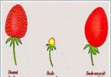 Từ chất kích thích tăng trưởng auxin đến thuốc diệt cỏ