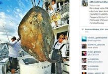 Bắt được “cá quái vật” 362kg Bắt được “cá quái vật” 362kg