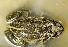 Xuất hiện ếch đã “tuyệt chủng” Xuất hiện ếch đã “tuyệt chủng”