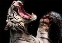 Cơn cuồng ăn của hổ trắng