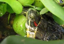 Bắt rùa tai đỏ Hồ Gươm vào tháng 3