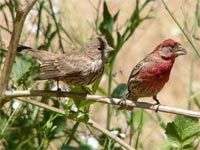 Chim sẻ mẹ ưu tiên con trai hơn con gái