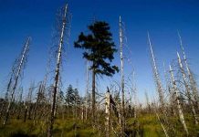 250 triệu năm trước, núi lửa xóa sổ toàn bộ rừng Trái đất