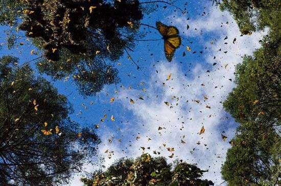 Thung lũng bướm vua kỳ ảo tại châu Mỹ