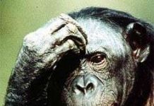 Đười ươi và tinh tinh biết lo xa