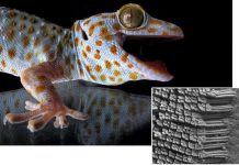 Phát hiện tắc kè leo trèo nhanh hơn trong môi trường ẩm ướt