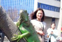 Cự đà xanh khổng lồ đi lại tự do trên phố Cự đà xanh khổng lồ đi lại tự do trên phố