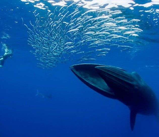 Ảnh cận cảnh cá voi ít được biết nhất thế giới