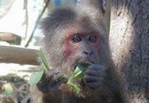 Phát hiện nhiều sinh vật giá trị ở Chư Yang Sin