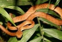 Đại nạn rắn hoành hành khiến đảo Guam bặt tiếng chim Đại nạn rắn hoành hành khiến đảo Guam bặt tiếng chim