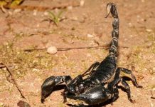 Đôi điều thú vị về bọ cạp Đôi điều thú vị về bọ cạp