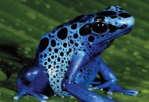 20 sinh vật nguy hiểm nhất thế giới gây chết người trong tích tắc (phần 1)