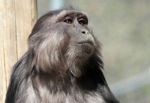 Lý giải hành vi ăn xác con non của khỉ mẹ trong khu bảo tồn Italy