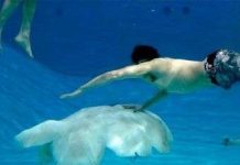 Robot sứa khổng lồ